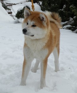 Harumi Delle Bianche Vallate