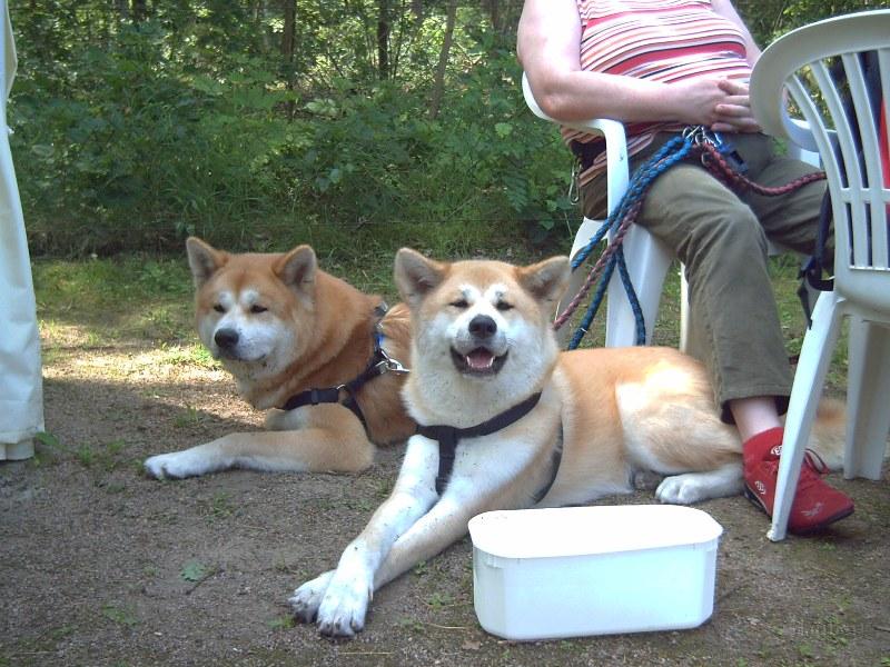 PICT0018.JPG - Akita-Treffen in Alt-Ruppin bei Familie Bethke, Juni 2006; Mashiko und Seira
