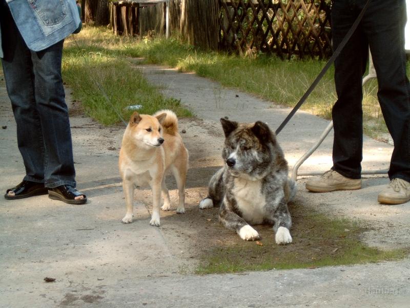 J4100007.JPG - Akita-Treffen in Groß-Köris, September 2006; Akita und Shiba Inu