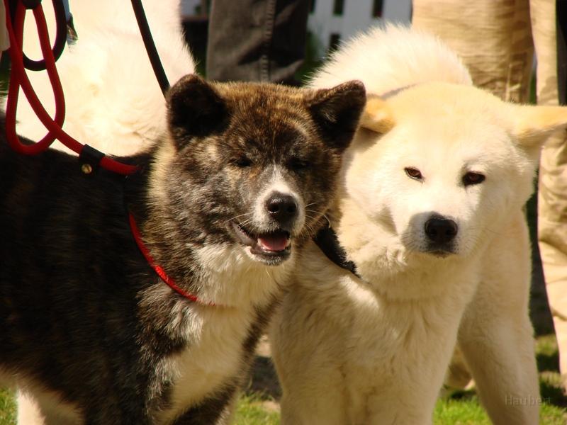 DSC00869.JPG - Daiji und Dash vom Aakhof in Zossen 2007,
fotografiert von Ingrid Schreiber