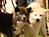 Daiji und Mikomi vom Aakhof in Zossen 2007