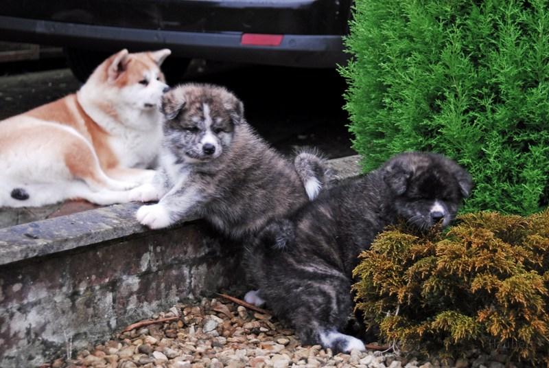 DSC_0883.jpg - Koi mit Unshou-Welpen bei Erika & Keith, England 2008, fotografiert von Helga Drogies