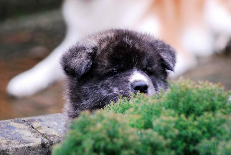 DSC_0888.jpg - Unshou-Welpe bei Erika & Keith, England 2008, fotografiert von Helga Drogies
