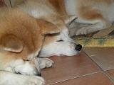 Hndin & Hndin