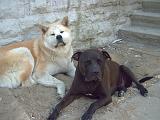 Hunde-Freunde
