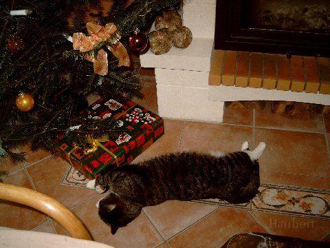 Oskar.jpg - Oskar unterm Weihnachtsbaum
