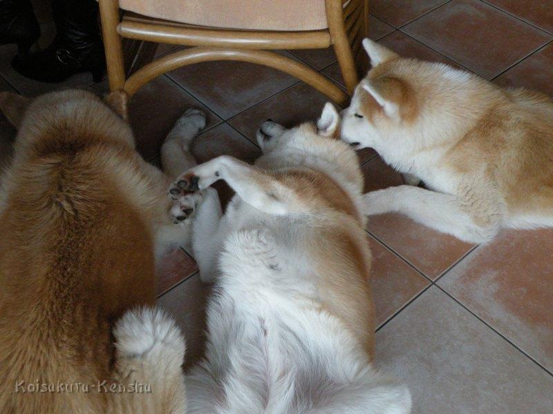 DSCN0193.JPG - Chikoo, Koi und Makiko,  2008