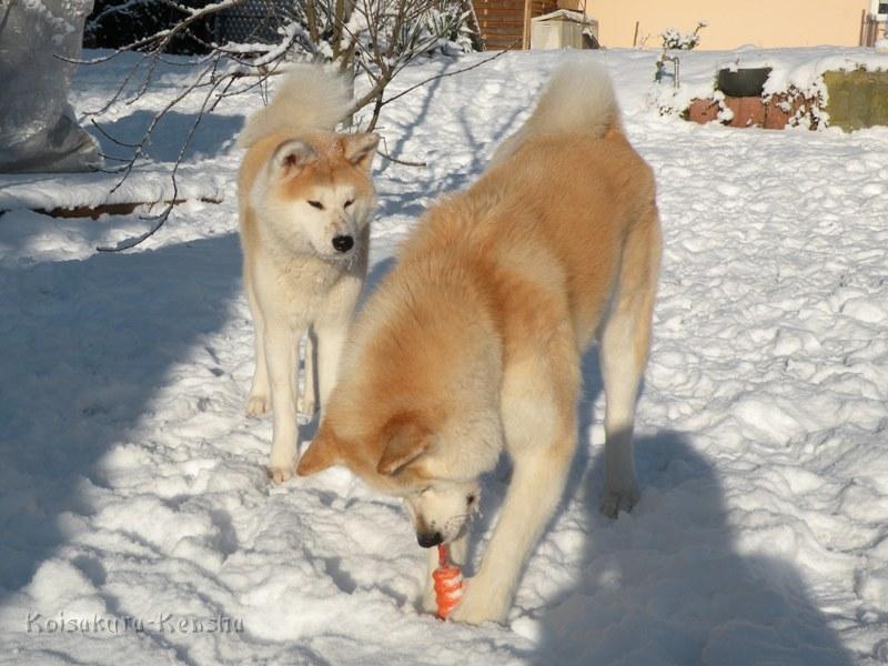 DSCN0637.JPG - Makiko und Chikoo spielen im Schnee, Januar 2009
