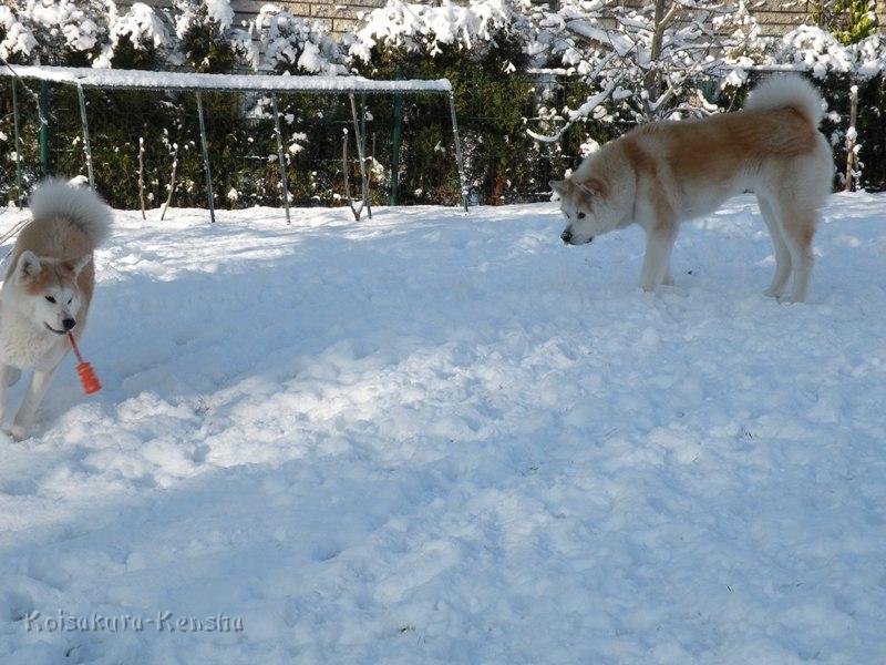 DSCN0674.JPG - Makiko und Chikoo spielen im Schnee, Januar 2009