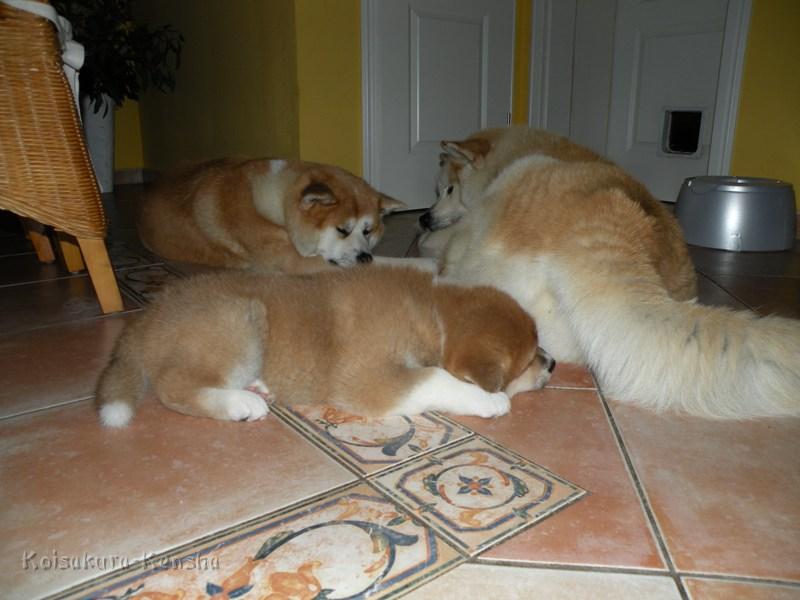 DSCN1663-Febr09-a.JPG - Akashio, Koi und Chikoo