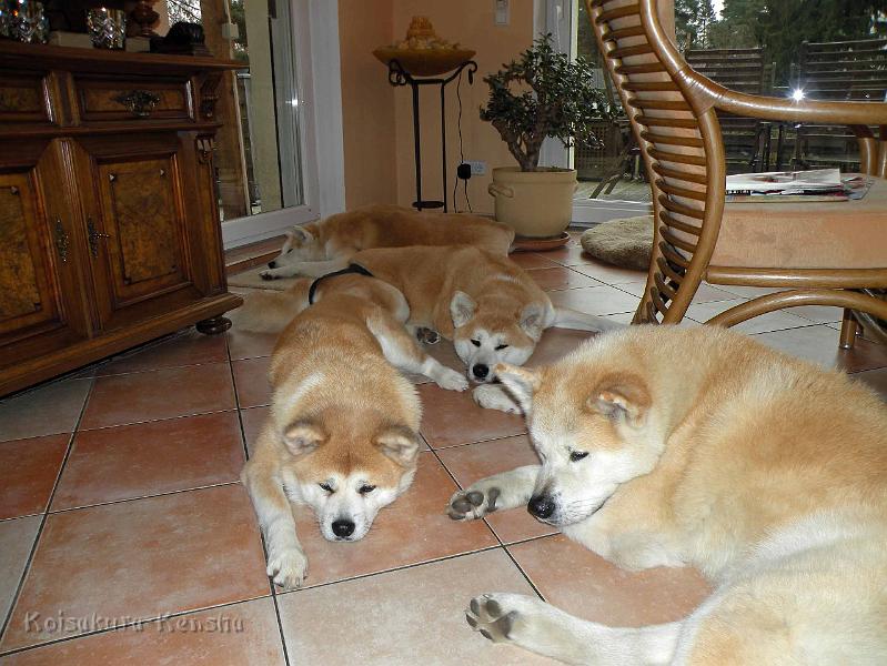 DSCN1979.jpg - Ruhe nach dem Spaziergang