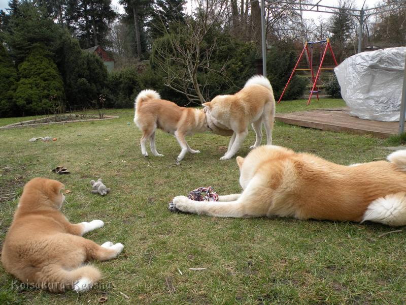 DSCN2133-a.JPG - Chikoo und Akashio sehen zu, wie Koi und Makiko spielen.