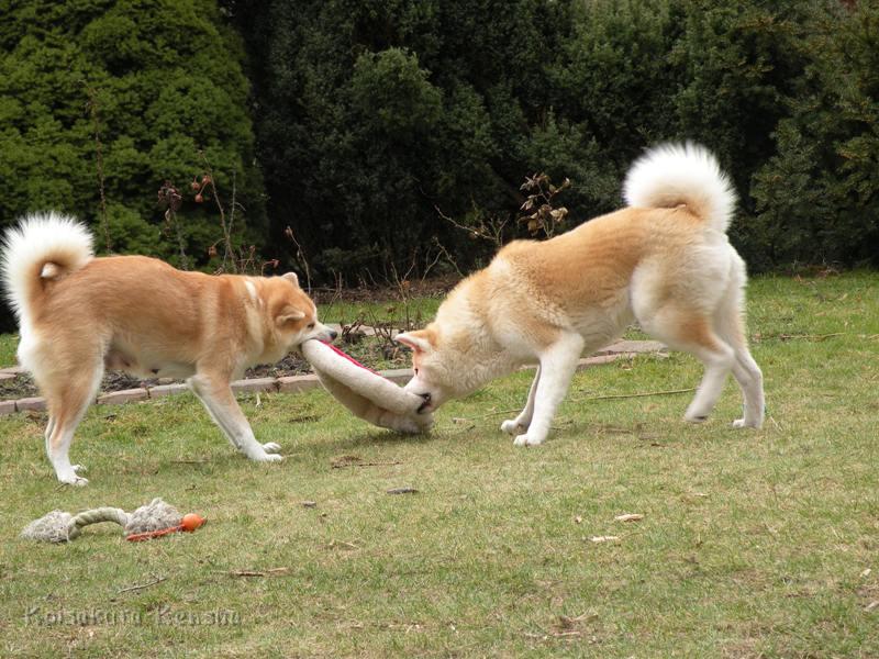 DSCN2136-a.JPG - Koi und Makiko