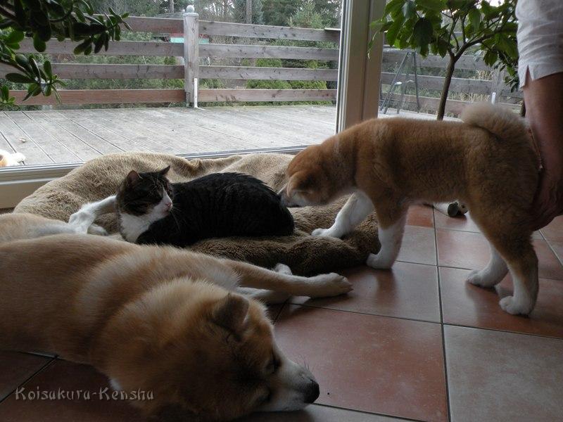 DSCN2165-a.JPG - Koi, Oskar und Akashio