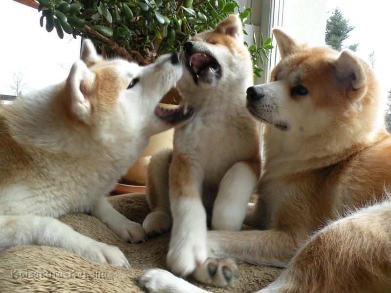 DSCN2220-a.JPG - Makiko, Akashio und Koi