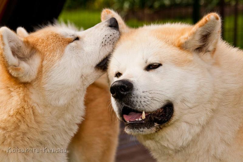 DSCN2280.jpg - Chikoo und Harumi 2011