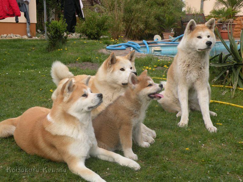 DSCN2434-a.JPG - Chikoo, Koi, Makiko und Harumi