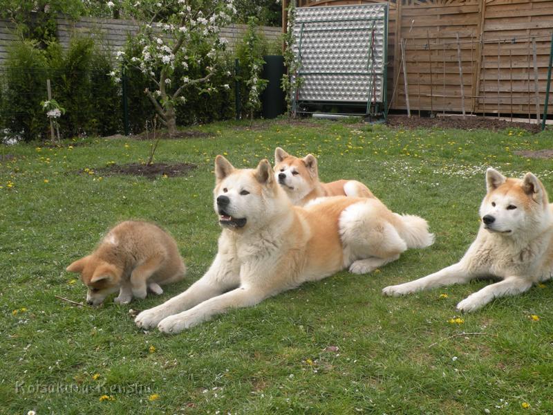 DSCN2441a.JPG - Chikoo, Koi, Makiko und Harumi