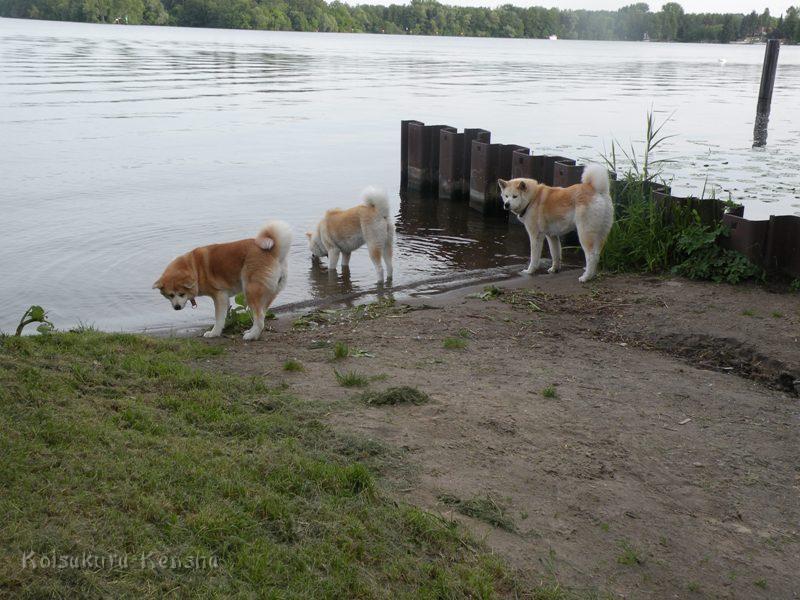 DSCN2721a.JPG - Koi, Makiko und Chikoo am Dämeritzsee