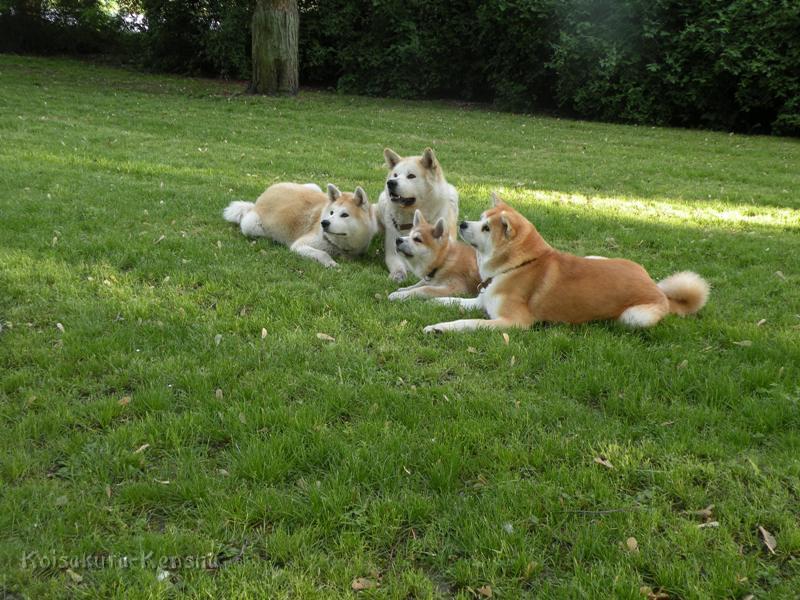 DSCN2772a.JPG - Übung "Platz" und "Bleib"