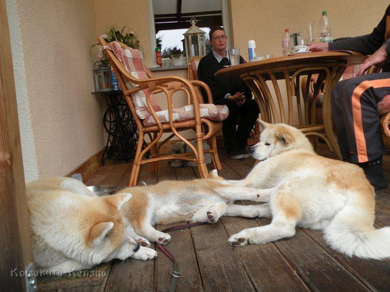 DSCN2982a.JPG - Makiko, Harumi und Chikoo und im Hintergrund Besuchshund Zotto mit Ulrike
