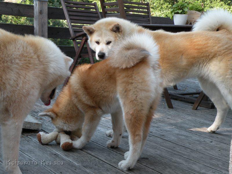 DSCN3408a.JPG - Makiko, Harumi und Chikoo, Juli 2009