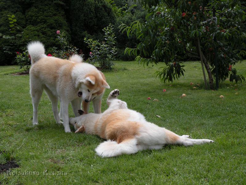 DSCN3432a.JPG - Makiko, Harumi und Chikoo, Juli 2009