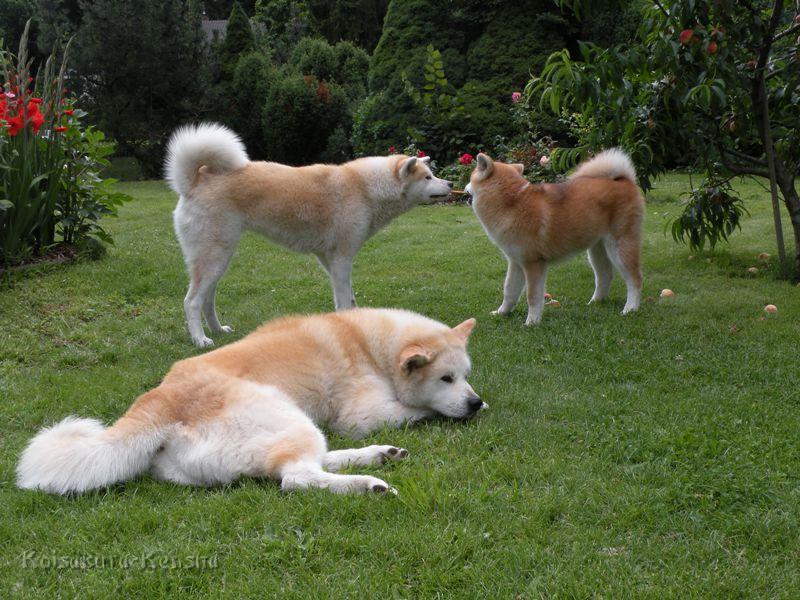 DSCN3443a.JPG - Chikoo, Makiko und Harumi, Juli 2009