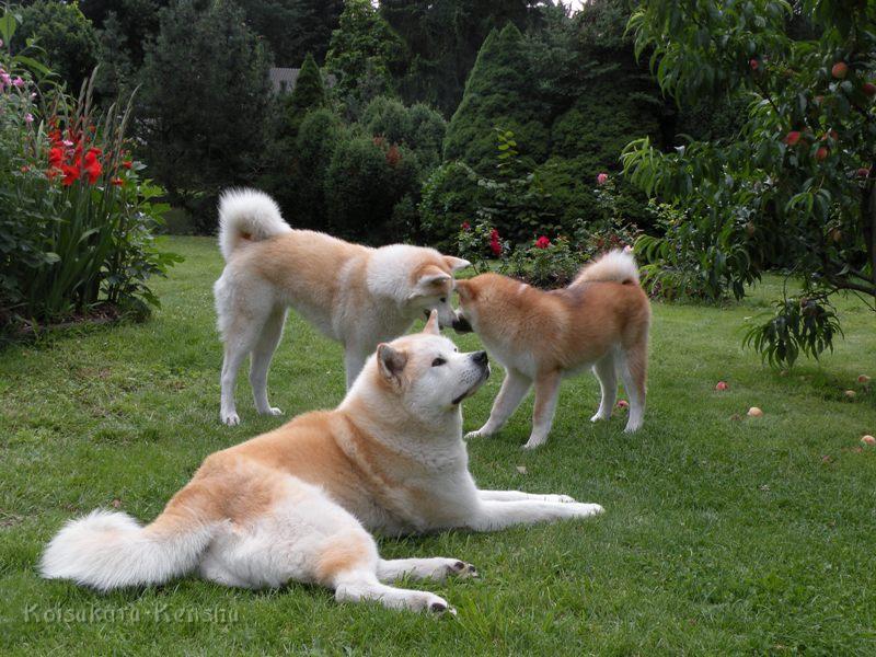 DSCN3445a.JPG - Chikoo, Makiko und Harumi, Juli 2009