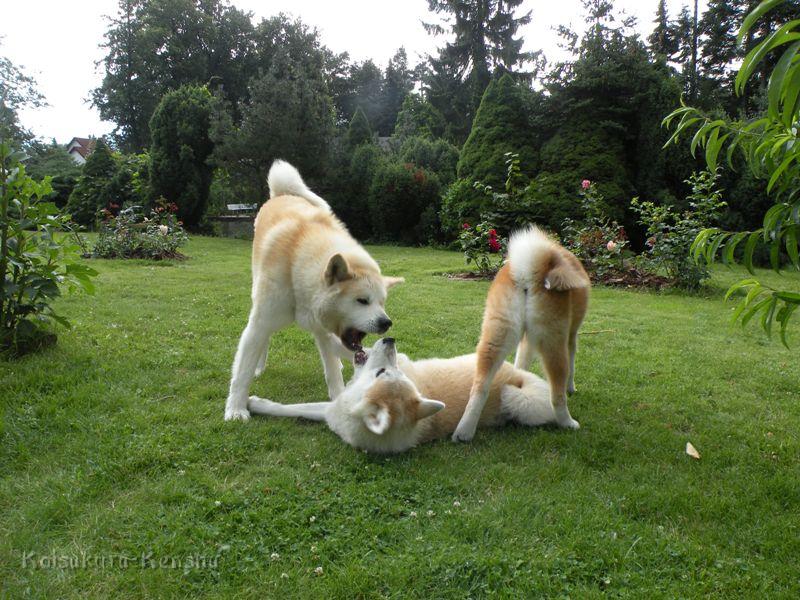 DSCN3478a.JPG - Chikoo, Makiko und Harumi, Juli 2009