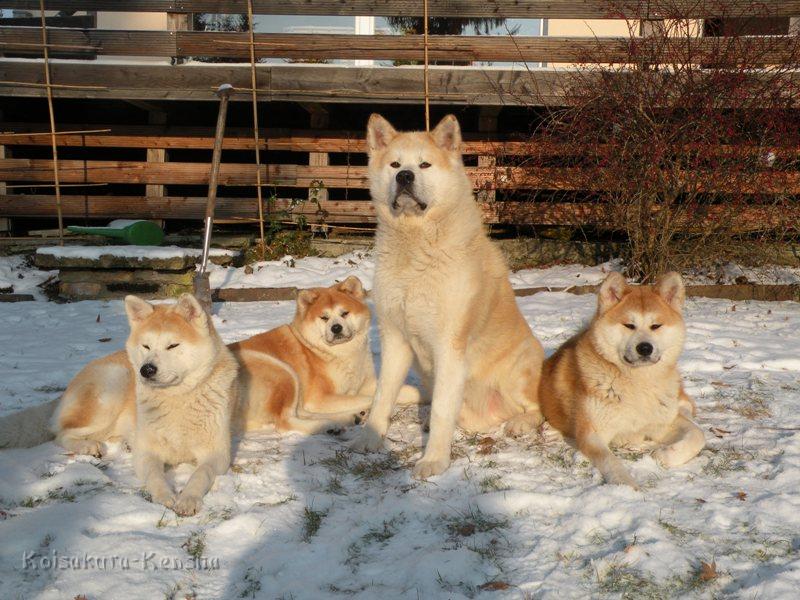 DSCN4040a.JPG - Das Rudel im Dezember 2009