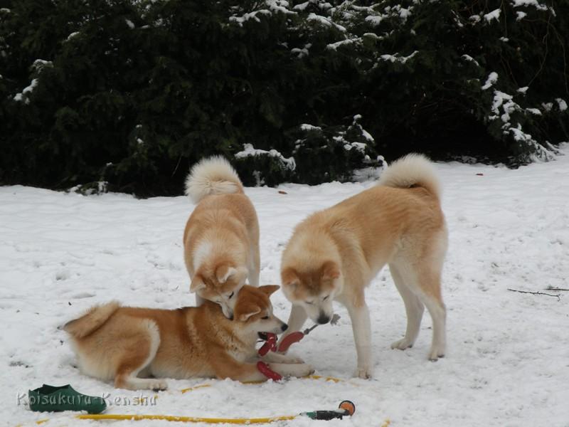 DSCN4096a.JPG - Chikoo, Harumi und Makiko, Dezember 2009