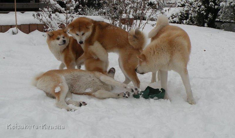 DSCN4140a.JPG - Rudel im Dezember 2009