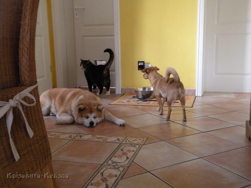 DSCN4510a.JPG - Koi, Oskar und Besuchshund Chicago