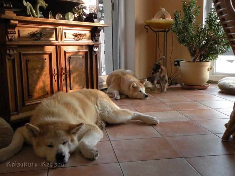 DSCN4518a.JPG - Chikoo, Makiko und Besuchshündin Julie