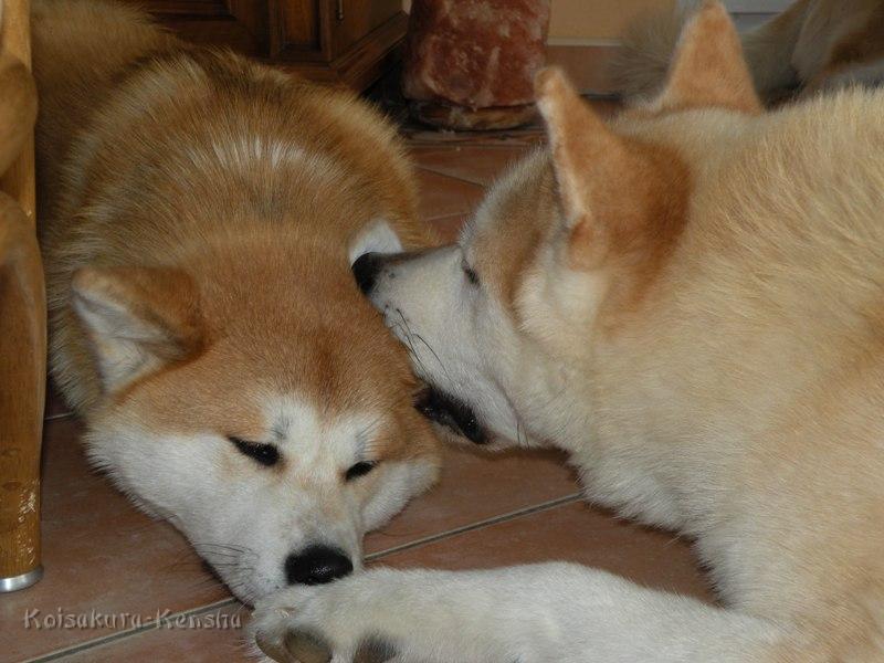 DSCN4572a.JPG - Harumi und Chikoo