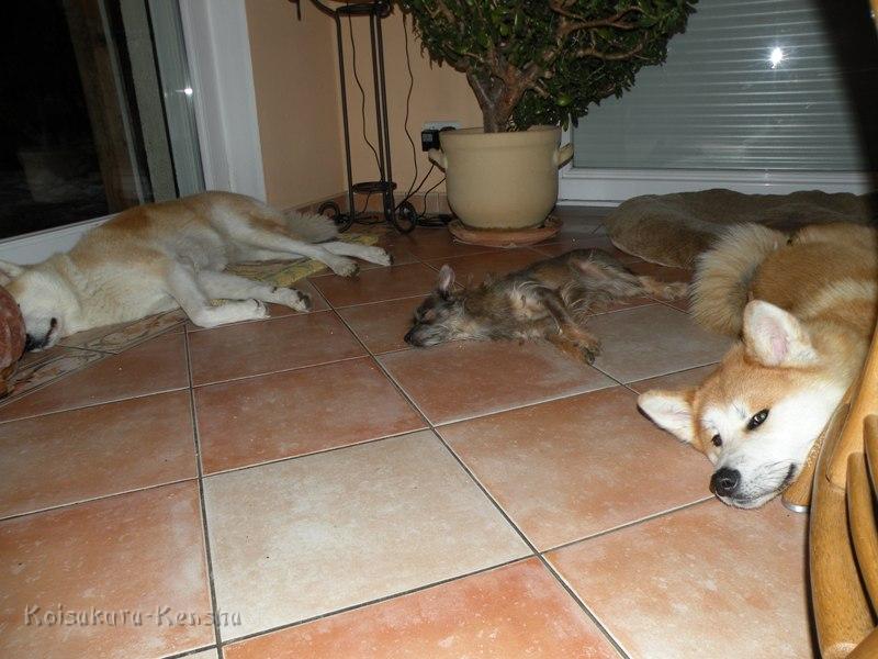 DSCN4577a.JPG - Makiko, Besuchshündin Julie und Harumi