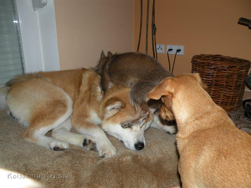 DSCN4592a.JPG - Harumi, Julie und Besuchshund Chicago