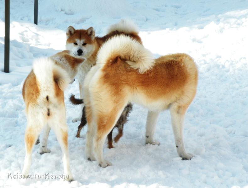 DSCN4628a.JPG - Chicago und Julie zu Besuch, Februar 2010
