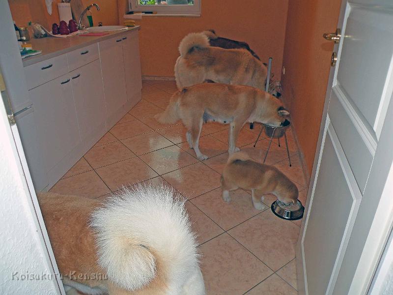 DSCN6399.jpg - Fütterung