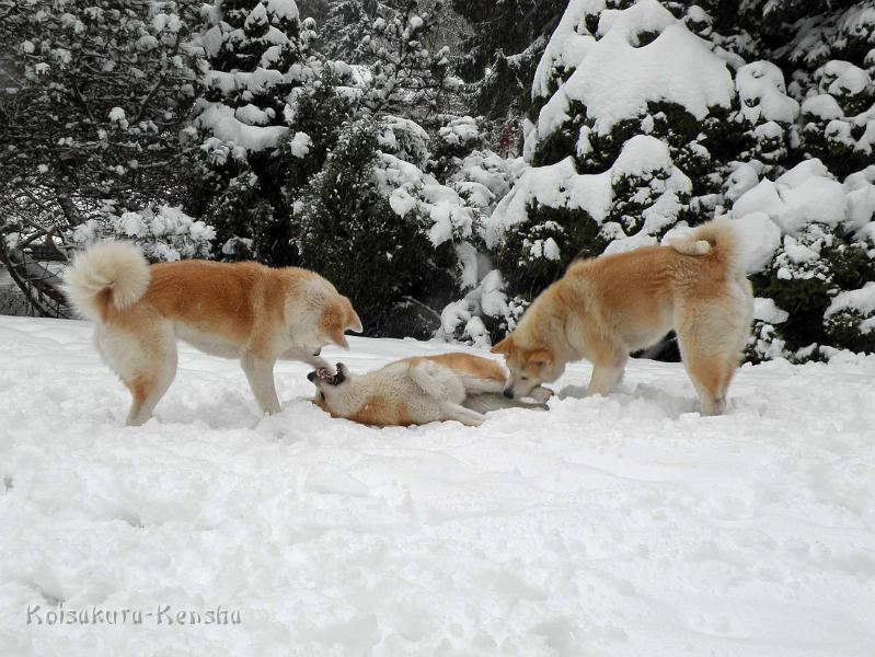 DSCN7358.jpg - Makiko, Harumi und Chikoo im Dezember 2010