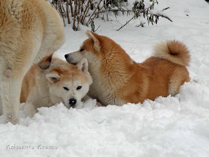 DSCN7383.JPG - Chikoo, Makiko und Harumi im Dezember 2010