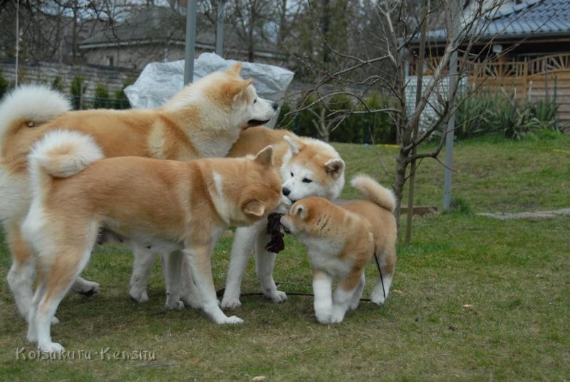 DSC_1522a.JPG - Koi, Chikoo, Makiko und Akashio