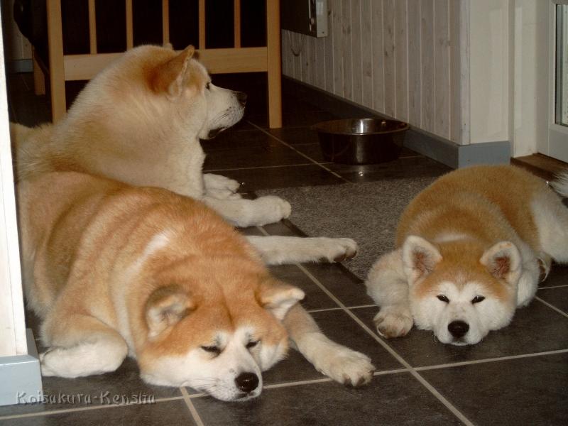 J4100025.JPG - Chikoo, Koi und Makiko - Warten auf Futter, Urlaub in Dänemark, Juni 2008