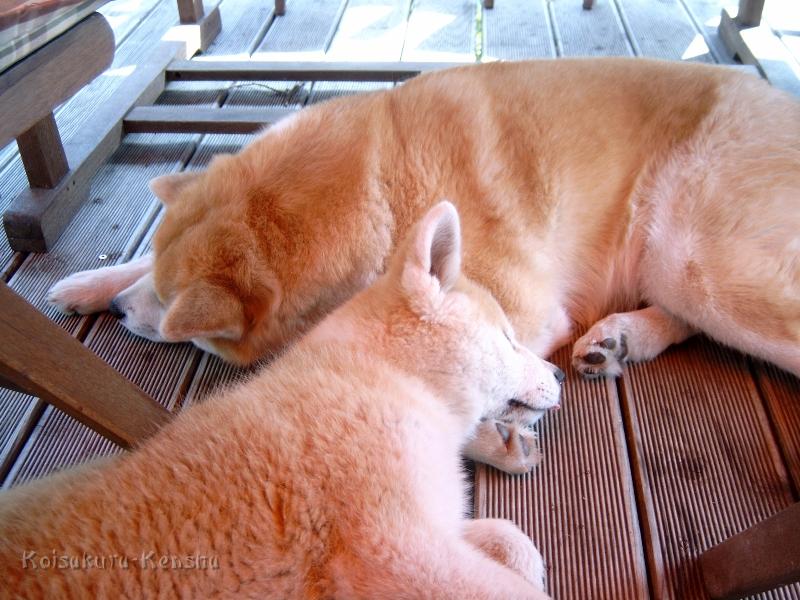 J4100026.JPG - Koi und Makiko, Juni 2008