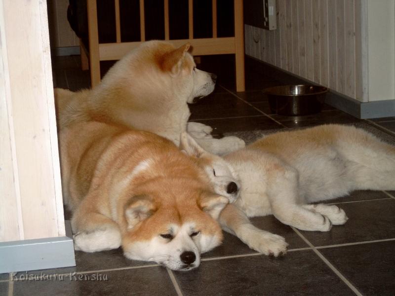 J4100027.JPG - Koi, Chikoo und Makiko, Dänemark, Juni 2008