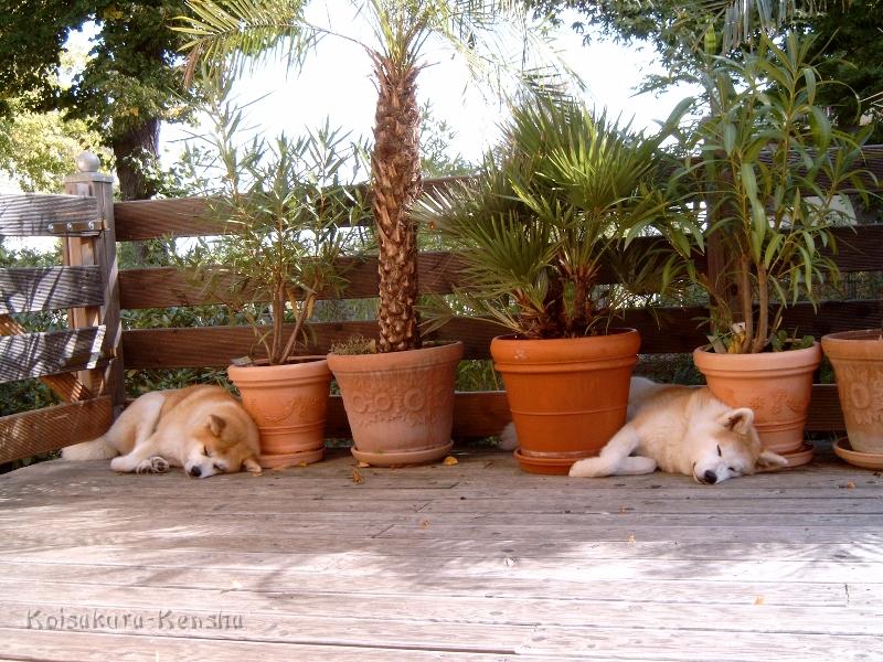 J4100042.JPG - Koi und Makiko auf unserer Terrasse, August 2008