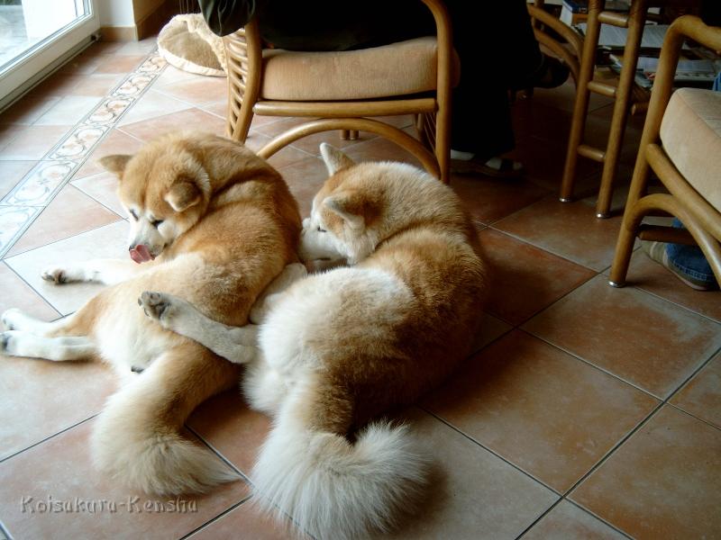 J4100047.JPG - Koi und Makiko, August 2008