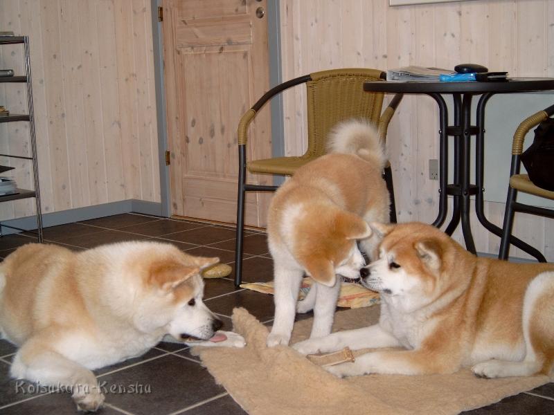 J4100058.JPG - Chikoo, Makiko und Koi, Urlaub in Dänemark, Juni 2008