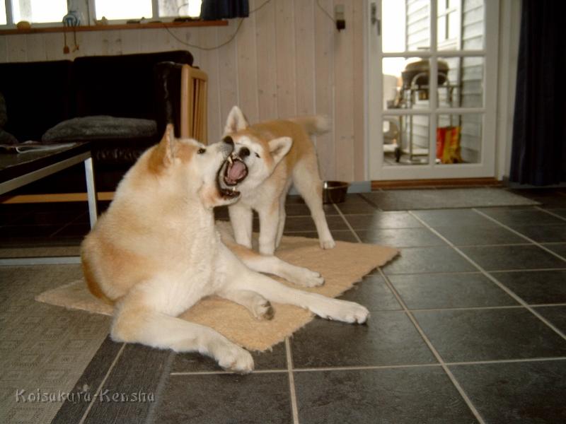 J4100065.JPG - Chikoo und Makiko, Urlaub in Dänemark, Juni 2008
